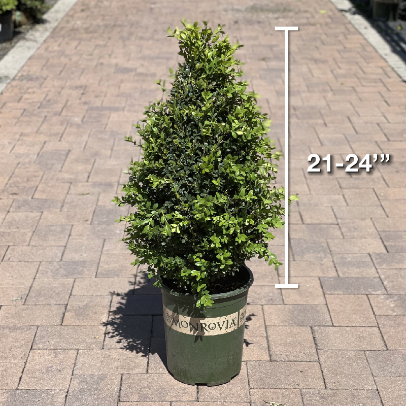 BOXWOOD GREEN MT CONE 5G
